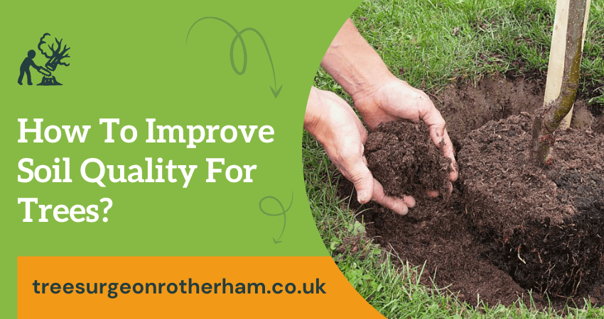 Improve Soil Quality For Trees
