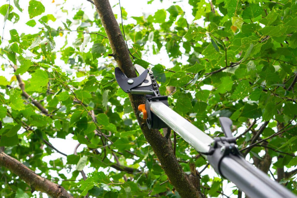 Rotherham Tree Trimming & Pruning Services