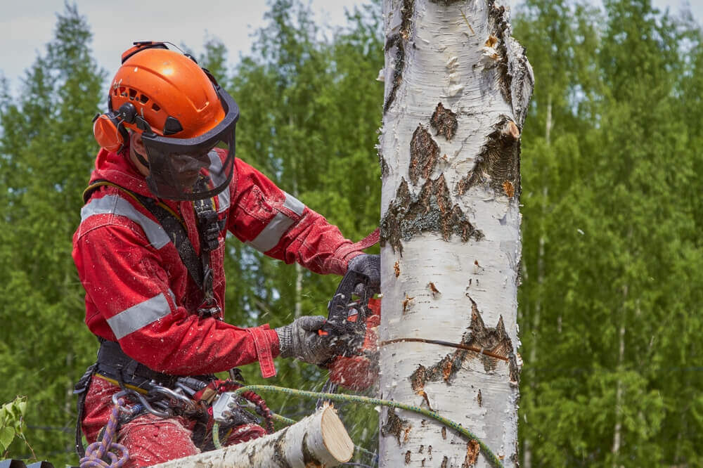 Tree Removal & Cutting Service