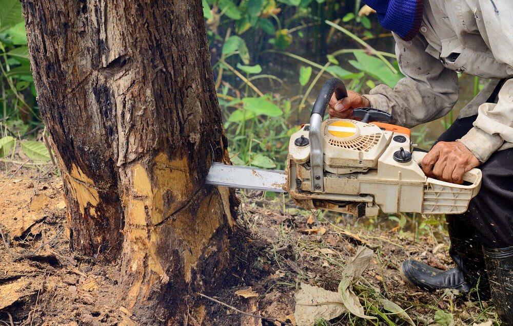 Tree Removal & Cutting Services