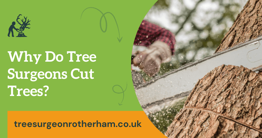 Why tree surgeons cut trees